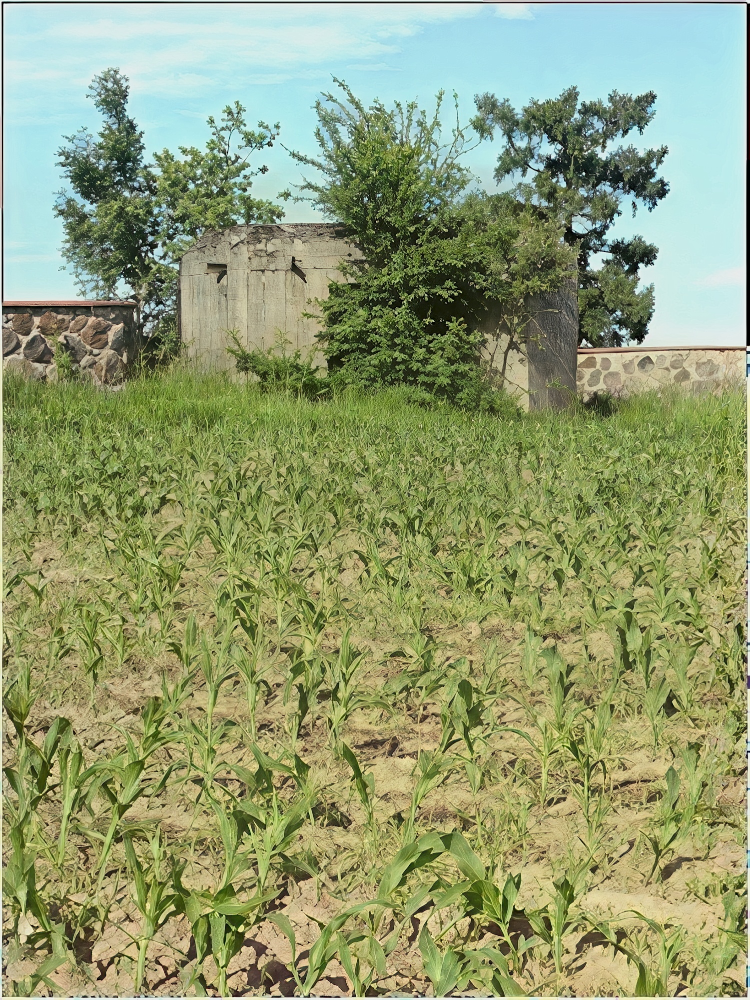 Miniatura 15